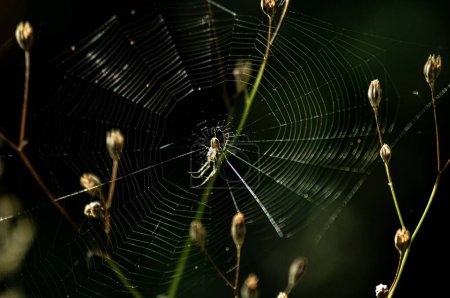 Photo for A closeup shot of a spider making web - Royalty Free Image