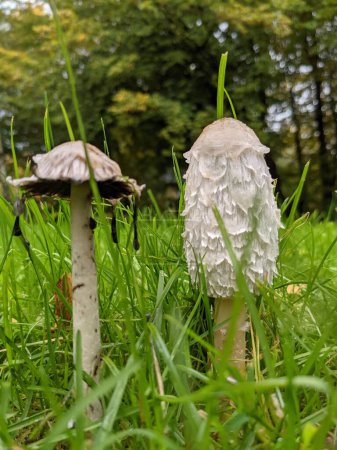 A vertical shot of a Coprinus comatus growing in a forest