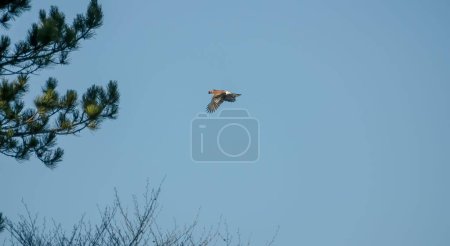 Téléchargez les photos : Un oiseau Jay (Garrulus glandarius) coloré en vol, ciel clair bleu automne, Wiltshire Royaume-Uni - en image libre de droit