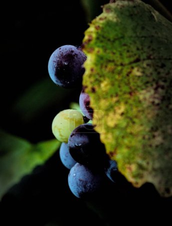 Téléchargez les photos : Un gros plan de raisins derrière une feuille avec des gouttelettes d'eau - en image libre de droit