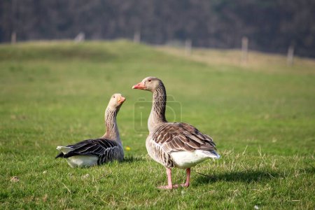 Photo for A view of beautiful Toulouse goose couple relaxing in a green field - Royalty Free Image