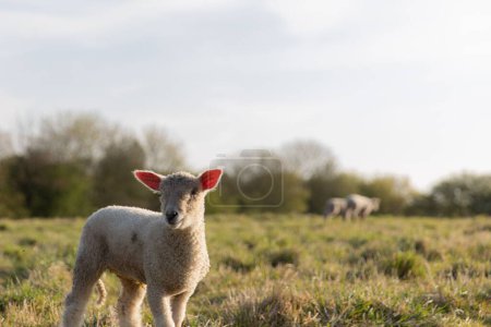 Photo for A closeup of sheep and lambs grazing in a farm field under the sunlight in the countryside - Royalty Free Image