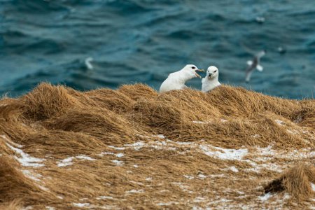 Photo for An arctic fulmar bird screaming at its partner while sitting on a grassy dune with blur background - Royalty Free Image