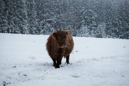 Téléchargez les photos : Un bétail des hautes terres dans la forêt ardennaise par temps neigeux et brumeux en Belgique. - en image libre de droit