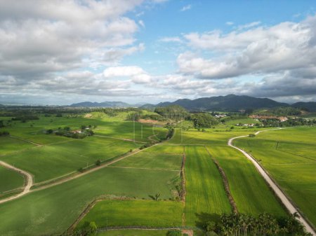 Foto de Una vista aérea de los campos de arroz verde cultivo en tierras agrícolas en un campo - Imagen libre de derechos