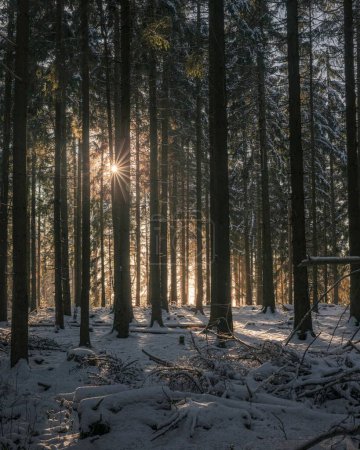 Foto de Una toma vertical del sol brillando a través de los árboles en el bosque de invierno. - Imagen libre de derechos