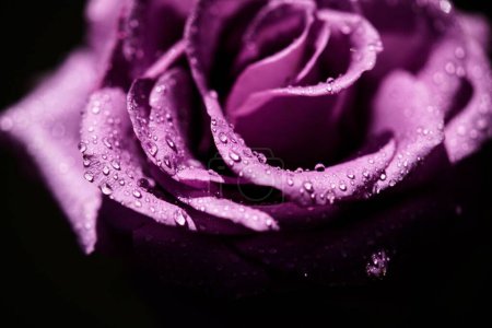 Foto de Una macro de pétalos de rosa púrpura con gotas de agua sobre ellos - Imagen libre de derechos