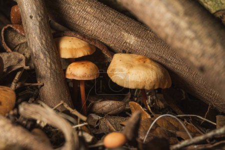 Téléchargez les photos : Gros plan de petits champignons sauvages sous les arbres dans une forêt à la lumière du jour - en image libre de droit