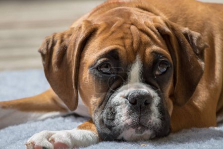 Photo for A closeup shot of a brown boxer dog lying down and relaxing - Royalty Free Image