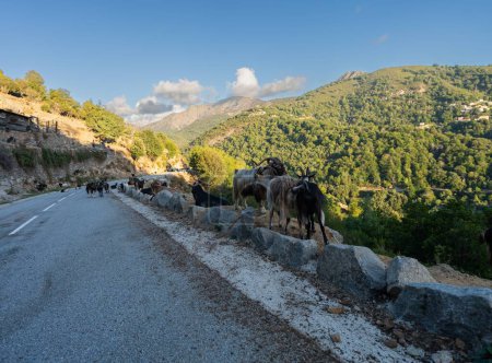 Téléchargez les photos : Un troupeau de chèvres sur une route dans une région montagneuse - en image libre de droit