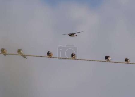 Photo for A low-angle view of a flock of Barn swallows standing on a cable - Royalty Free Image
