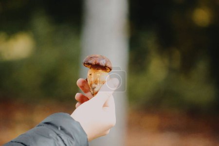 Téléchargez les photos : La vue rapprochée d'une main tenant un Penny Bun dans une verdure - en image libre de droit
