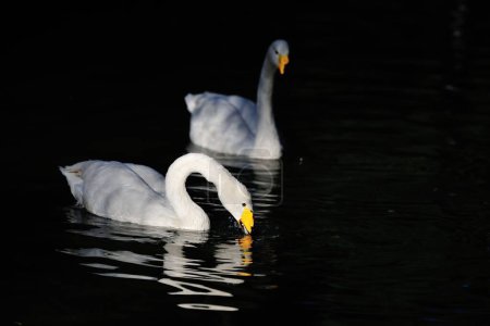 Foto de Un hermoso tiro de dos cisnes en un lago aislado en la oscuridad - Imagen libre de derechos