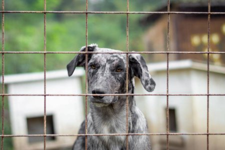 Téléchargez les photos : Un gros plan d'un chien de race Carea Leones regardant par derrière une clôture - en image libre de droit