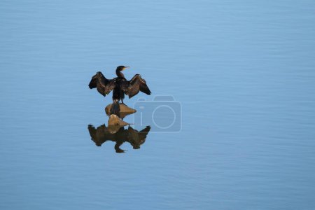 Téléchargez les photos : Le reflet d'un cormoran, phalacrocoracidae oiseau sur un lac calme - en image libre de droit