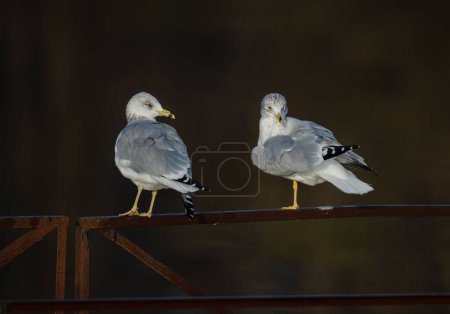 Photo for A couple of ring-billed gulls standing on a wooden fence on a sunny day with blur background - Royalty Free Image