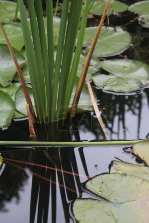 Téléchargez les photos : Un gros plan vertical de scirpes verts poussant dans un étang - en image libre de droit
