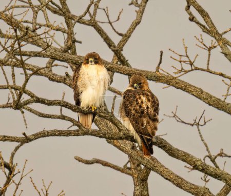 A view of beautiful Red-tailed hawks on a branch in a forest