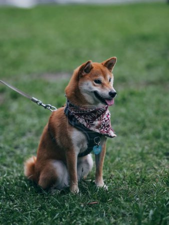 Photo for A vertical shot of cute Shiba dog with leash, name tag and scarf sitting on the grass - Royalty Free Image