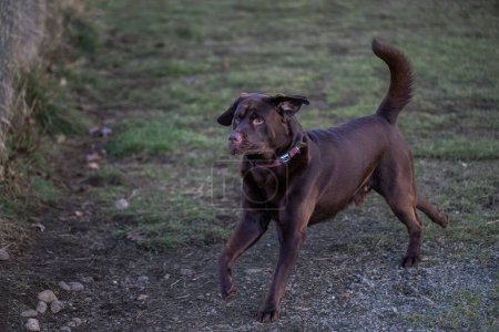 Téléchargez les photos : Gros plan d'un Labrador chocolat en cours d'exécution avec un collier rouge sur un champ plein de pierres et d'herbe - en image libre de droit