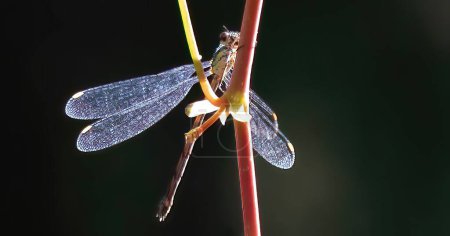 Téléchargez les photos : Une petite libellule sur une plante, gros plan - en image libre de droit