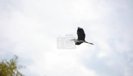 Téléchargez les photos : Plan rapproché d'un héron gris volant avec ses ailes grandes ouvertes - en image libre de droit