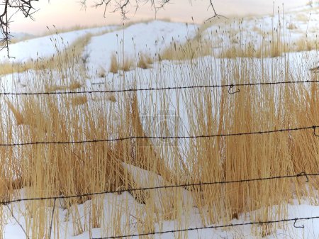 Foto de Un primer plano de hierba seca en el prado nevado detrás de la cerca de alambre de púas. - Imagen libre de derechos