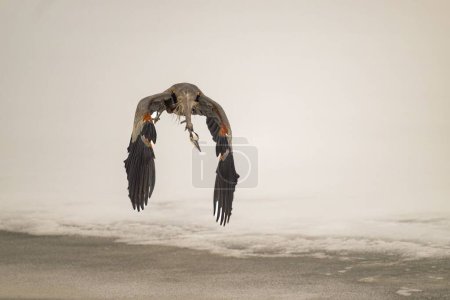 Photo for A great blue heron, Ardea herodias bird flying close to the frozen surface of an icy lake in winter - Royalty Free Image