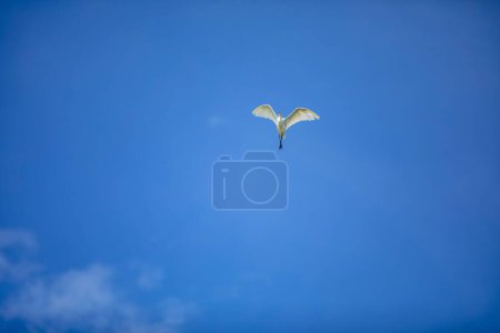 Téléchargez les photos : Plan rapproché d'une aigrette volante aux ailes grandes ouvertes - en image libre de droit