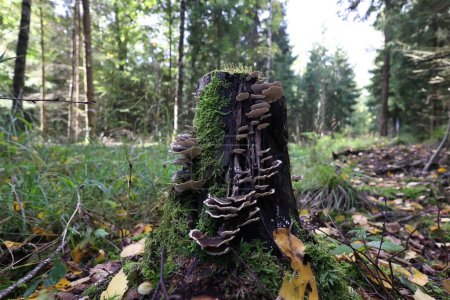 Foto de Los hongos crecen en un tocón musgoso en el bosque con árboles verdes en el fondo - Imagen libre de derechos