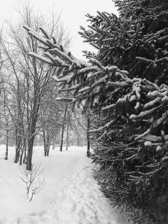 Foto de Un tiro vertical de abetos cubiertos de nieve en un bosque en invierno - Imagen libre de derechos