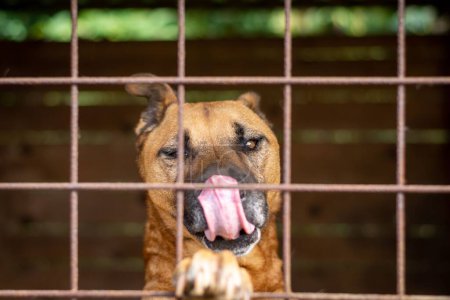 A closeup of a Perro de Presa Canario breed dog looking behind a fence