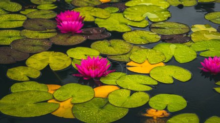 Foto de Una vista natural de los lirios de agua de colores en un estanque en un día lluvioso - Imagen libre de derechos