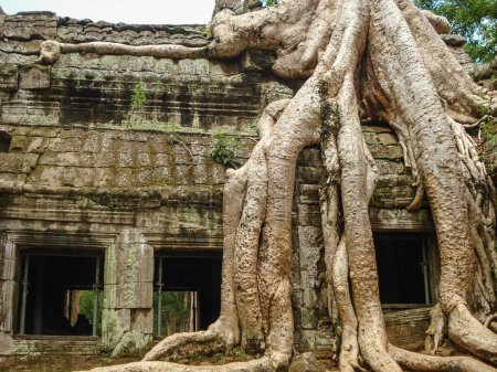 Foto de Un gran árbol cerca de los templos en Angkor Wat, Camboya - Imagen libre de derechos