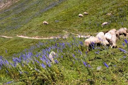 Téléchargez les photos : Une belle vue sur un troupeau de moutons dans les montagnes par une journée ensoleillée - en image libre de droit