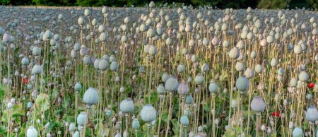 Téléchargez les photos : Têtes de graines du pavot à opium (Papaver somniferum) en été, panoramique - en image libre de droit