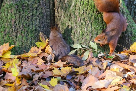 Photo for Two cute red squirrels, sciurus vulgaris rodents climbing up and down a tree surrounded by autumn leaves - Royalty Free Image