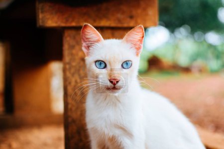 Foto de Un primer plano de un gato siamés de punta roja con ojos azules mirando a la cámara - Imagen libre de derechos