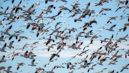 Foto de Una hermosa toma de un grupo de gansos de nieve migrando con el cielo azul en el fondo - Imagen libre de derechos