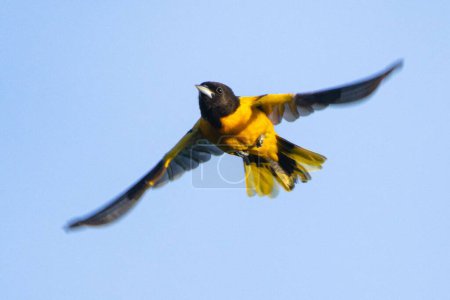 Photo for A Baltimore oriole, Icterus galbula captured flying high in the blue sky - Royalty Free Image