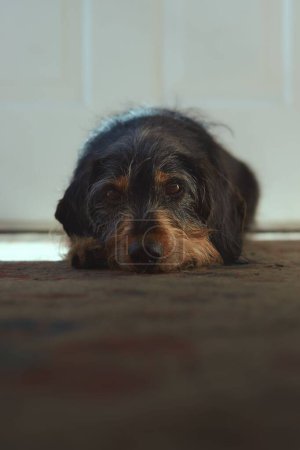 Photo for A vertical portrait of an adorable Dachshund laying on a brown carpet - Royalty Free Image