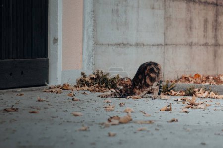 Foto de Un hermoso gato callejero estirado en una acera - Imagen libre de derechos