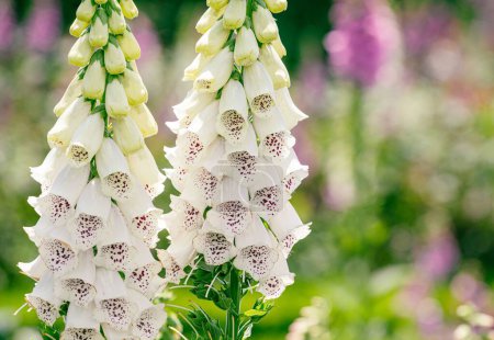 Téléchargez les photos : Un plan vertical de plantes à fleurs Foxgloves - en image libre de droit