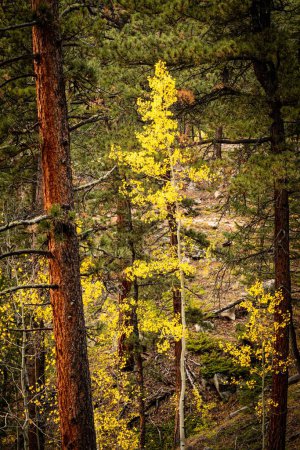 Photo for A vertical footage of a yellow aspen tree surrounded with pine trees in the Rocky Mountains - Royalty Free Image