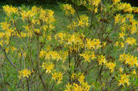 Photo for A closeup of yellow rhododendron in a garden - Royalty Free Image