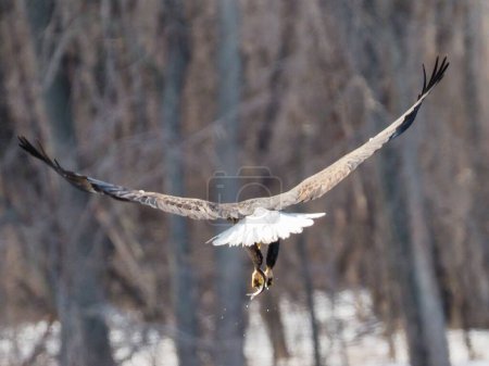 Photo for A close-up shot of a Bald eagle flying with its wide-open wings - Royalty Free Image