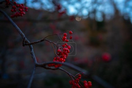 Photo for A closeup shot of a rowan branch on a blurred background - Royalty Free Image