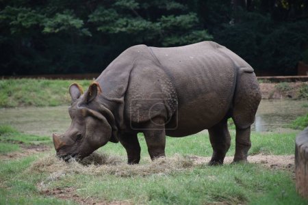 Foto de Un rinoceronte indio solitario en su hábitat natural - Imagen libre de derechos