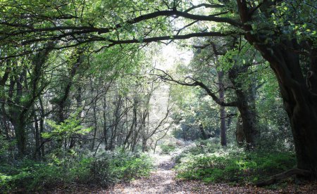 Téléchargez les photos : Une vue panoramique d'un sentier dans une forêt à Birmingham, Royaume-Uni, par une journée ensoleillée - en image libre de droit