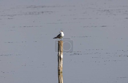 Téléchargez les photos : Une vue panoramique d'un oiseau Sternidae debout sur un poteau en bois qui sort de l'eau - en image libre de droit